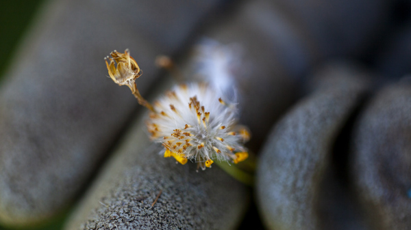Madagascar Ragwort Photo Credit Wendy Bown  2 