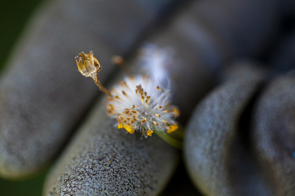 Madagascar Ragwort Photo Credit Wendy Bown  2 