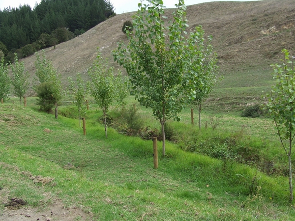 Streambank planting.