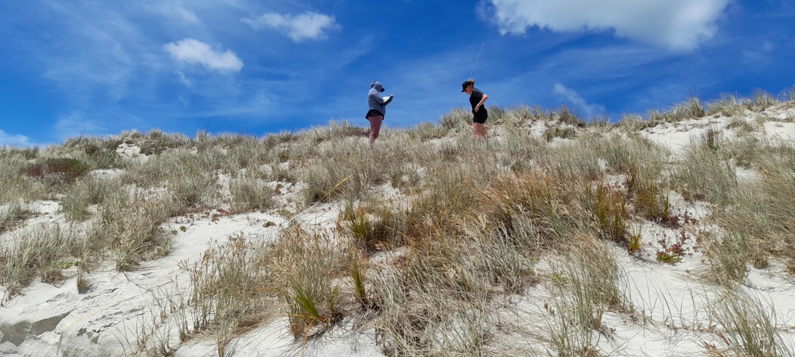 Dune monitoring puwheke November 2022