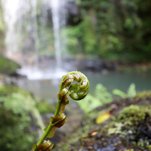 Waterfall Puketotara Rd  08  20191115 Edit  S 1000