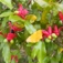 National Pest Plant Accord