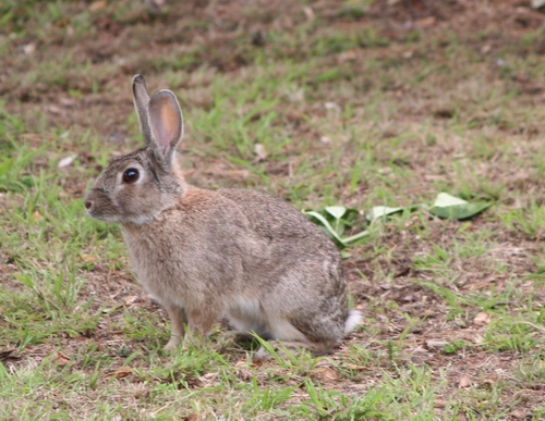 Rabbit on the grass.