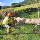 Removing problem trees to build Northland’s resilience and warm it’s people