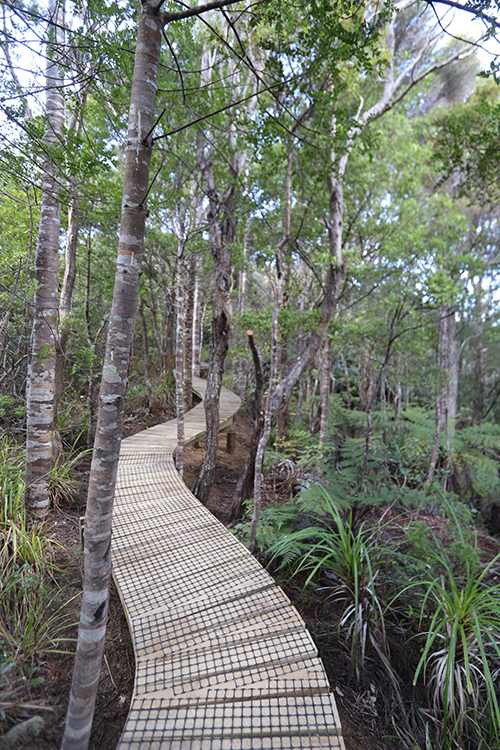 One of the newly installed boardwalk sections winds its way through young trees at Kauri Mountain.