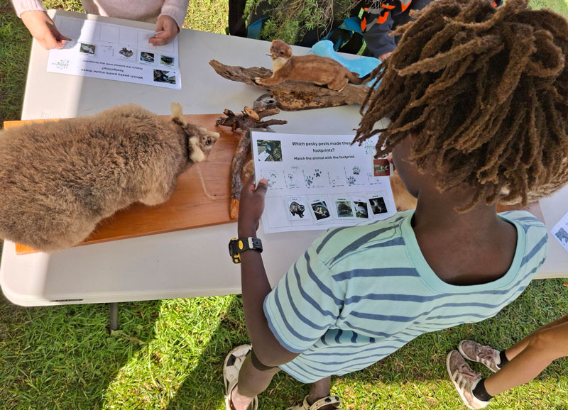 One child looking at paper. Stuffed pest animals are on the table.