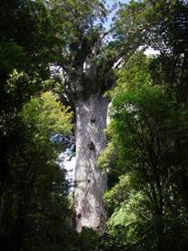 Tane Mahuta, the largest Kauri tree in Northland.