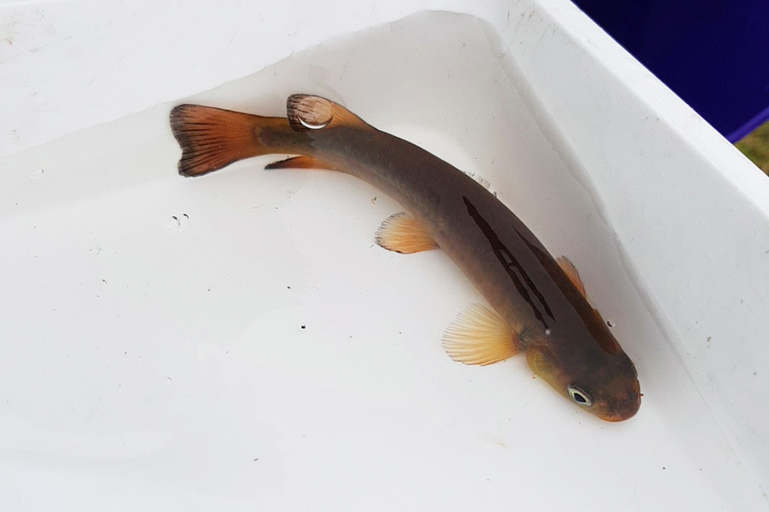 Adult shortjaw kōkopu   Photo NRC