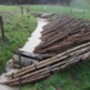 Subsidised poplars, willows up for grabs