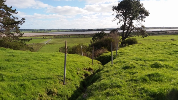 Poplar poles planted for erosion control.