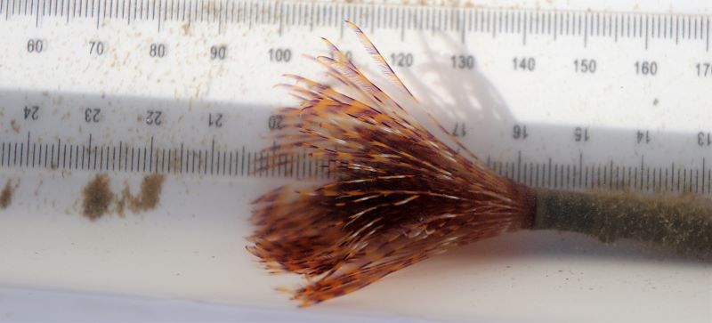 A close-up of one of the Opua fanworm recovered earlier this year.  The image shows the fanlike crown of feeding tentacles that extend out of its tube, giving the fanworm its name.
