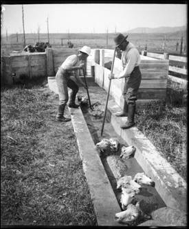 Sheep in old trench style sheep dip.