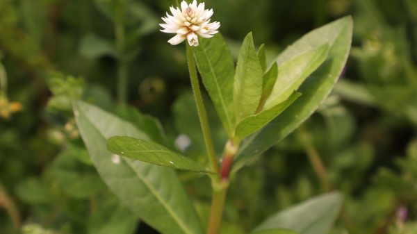 Alligator Weed Photo Credit Trevor James Weedbusters 5