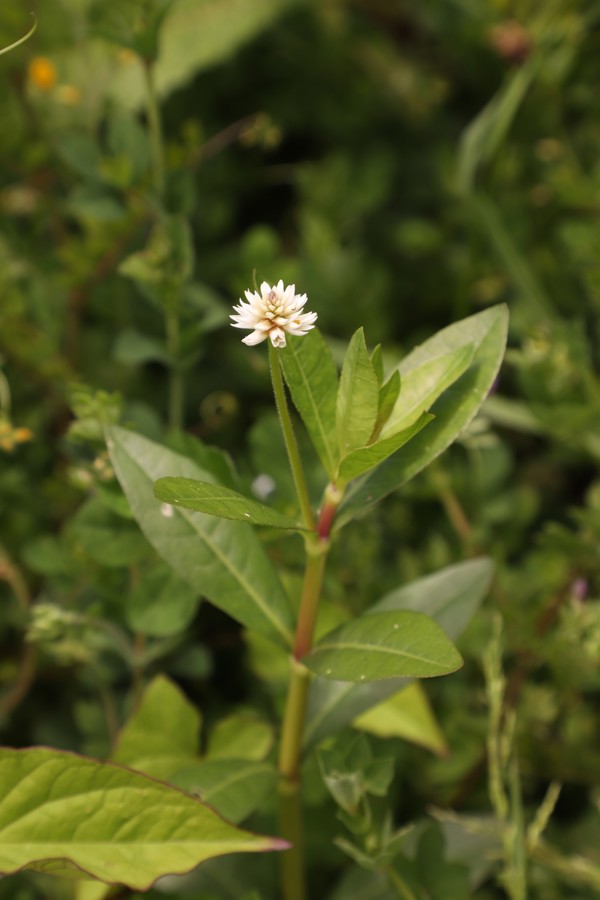 Alligator Weed Photo Credit Trevor James Weedbusters 5