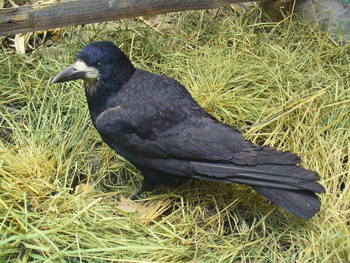 Rook standing on grass. (Photo: H. Zell).