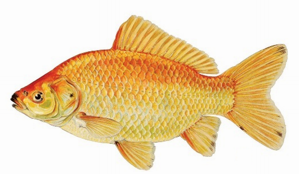 Goldfish.