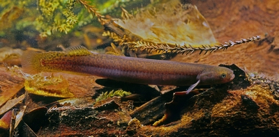 Black mudfish (Copyright: Rod Morris).