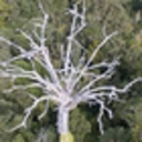 Annual summer survey to identify kauri dieback