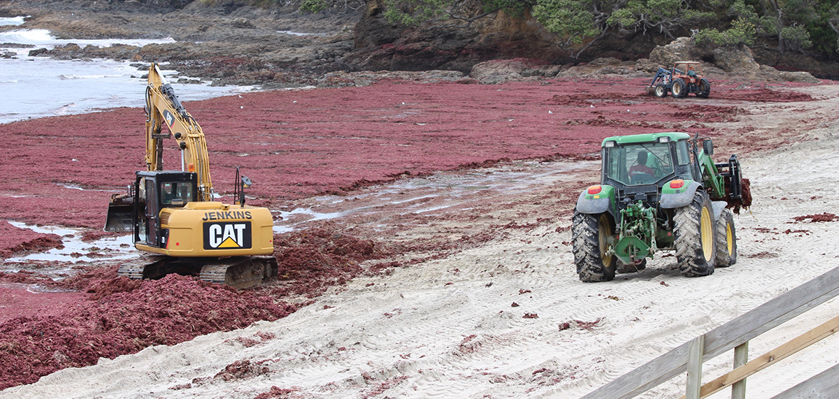Red algae on Waipu Cove beach in 2016.