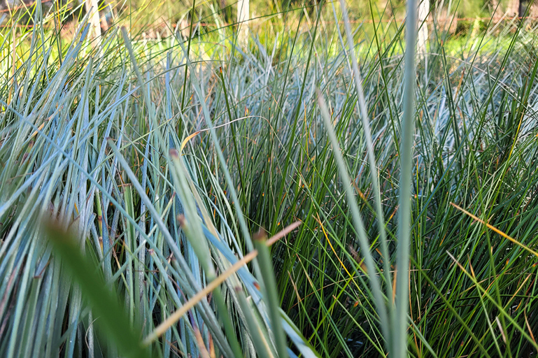 Dune Plants At The Nursery