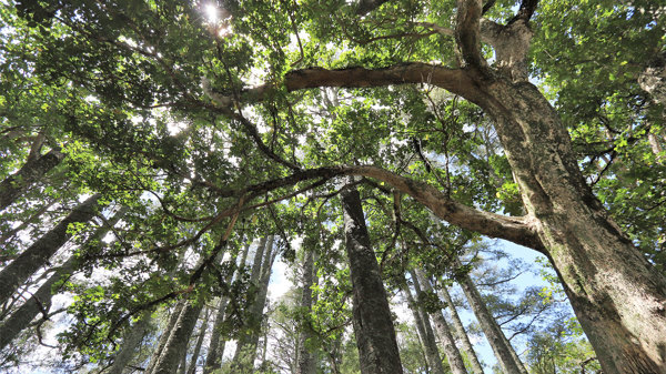 2018 Trees Waipapa Matt J 2 1920