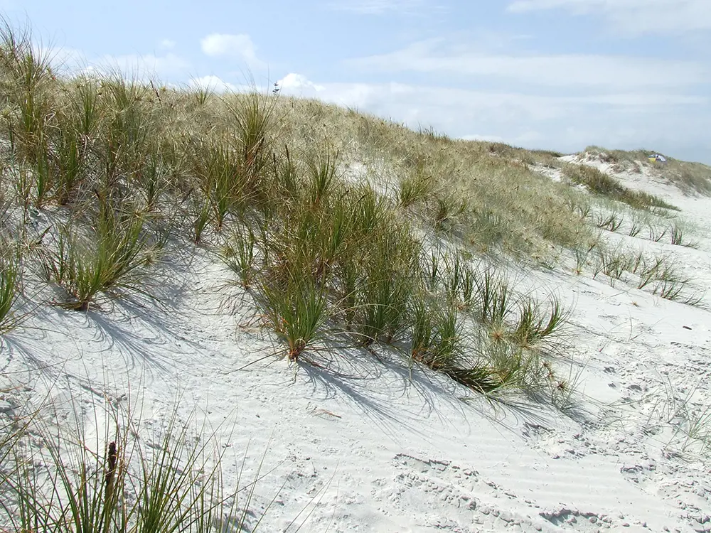 Pingao and spinifex on a sand dune.
