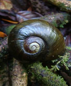 Kauri Snail.