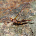 Mayfly