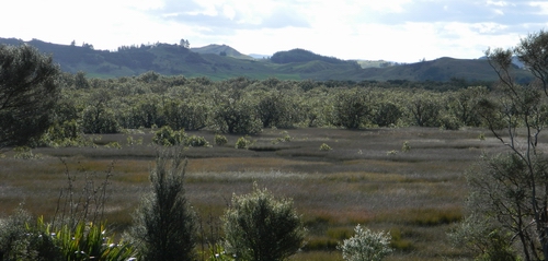 Hokianga mangrove forest.