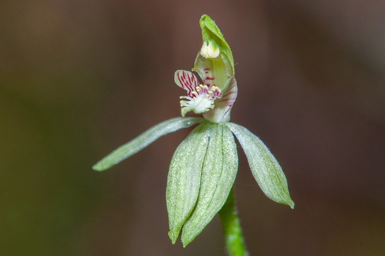 Caladenia Chlorostyla (Credit Ian Skipworth)