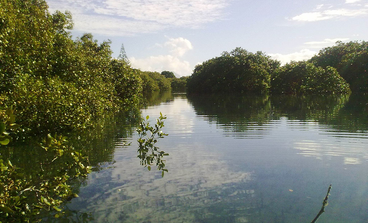 Mangroves viewed from a kayak.