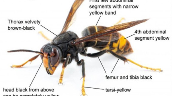 Yellow Legged Hornet Diagram