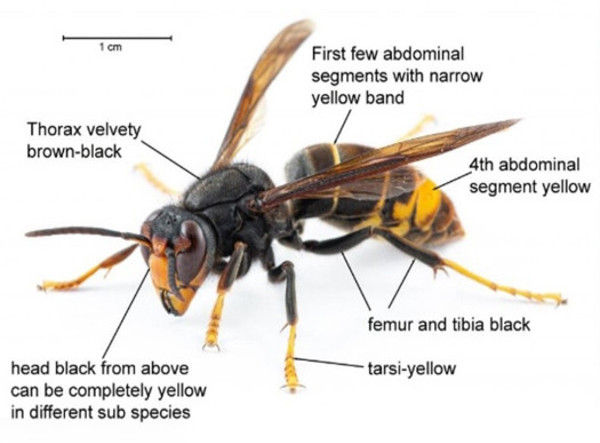 Yellow Legged Hornet Diagram