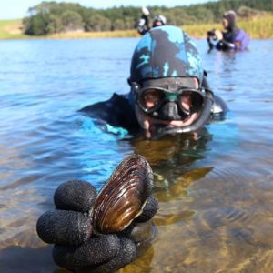 Lake Ngakapua Freshwater Mussel (00) (S) (400)