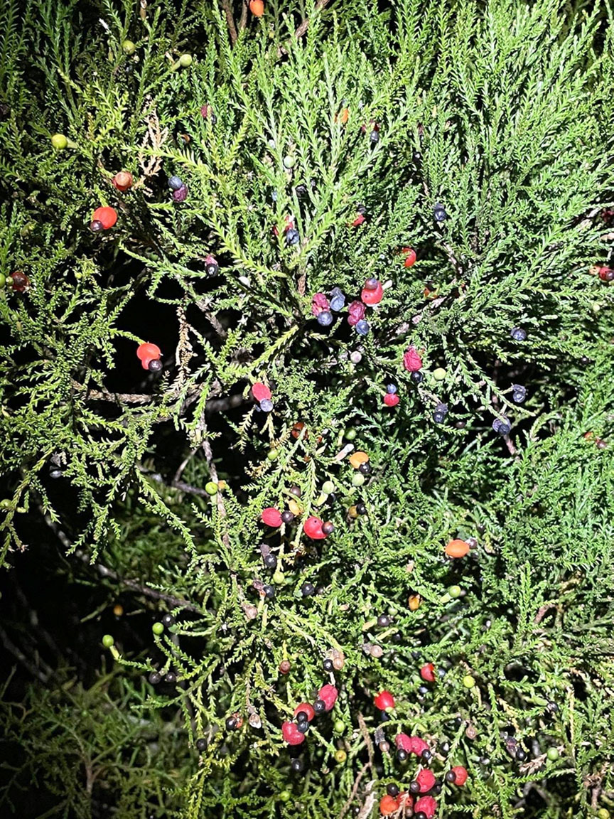 Koroi berries on a kahikatea tree (Photo credit: Samantha Hadfield).