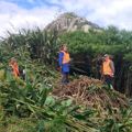 Remove pests and weeds