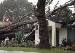 Tree fallen down across a house.