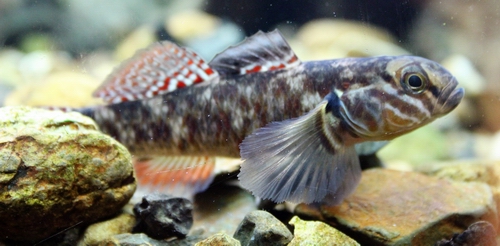 Male redfin bully. Native fish.