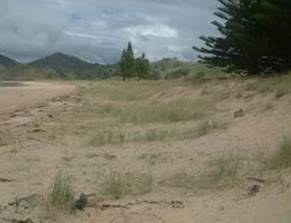 Whananaki North beach in March 2006 showing how dunes have been rebuilt by nature.