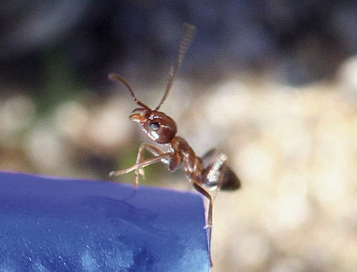 Argentine ant on the tip of a pen.