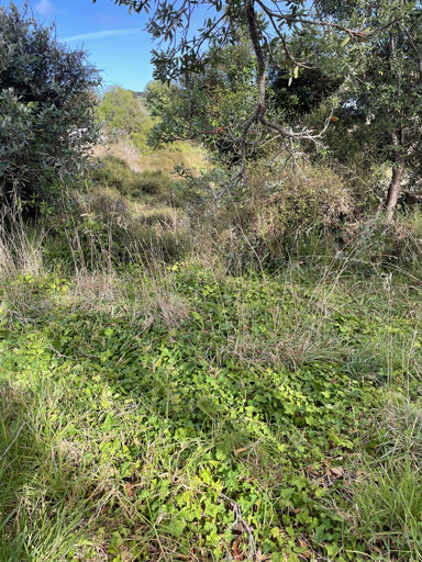 Before the weeding of Matapouri Ivy Infestation