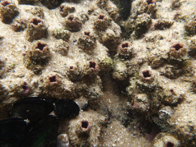 Description: Pyura sea squirt. 