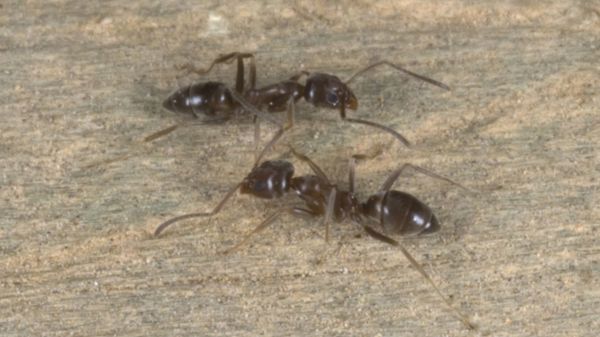 Argentine Ant 01 Photo Credit Andrew Townsend