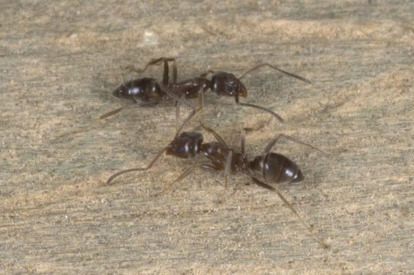 Argentine Ant 01 Photo Credit Andrew Townsend
