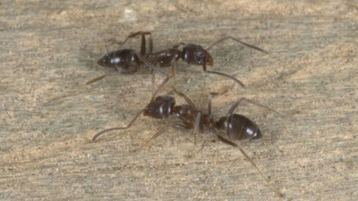 Argentine ant