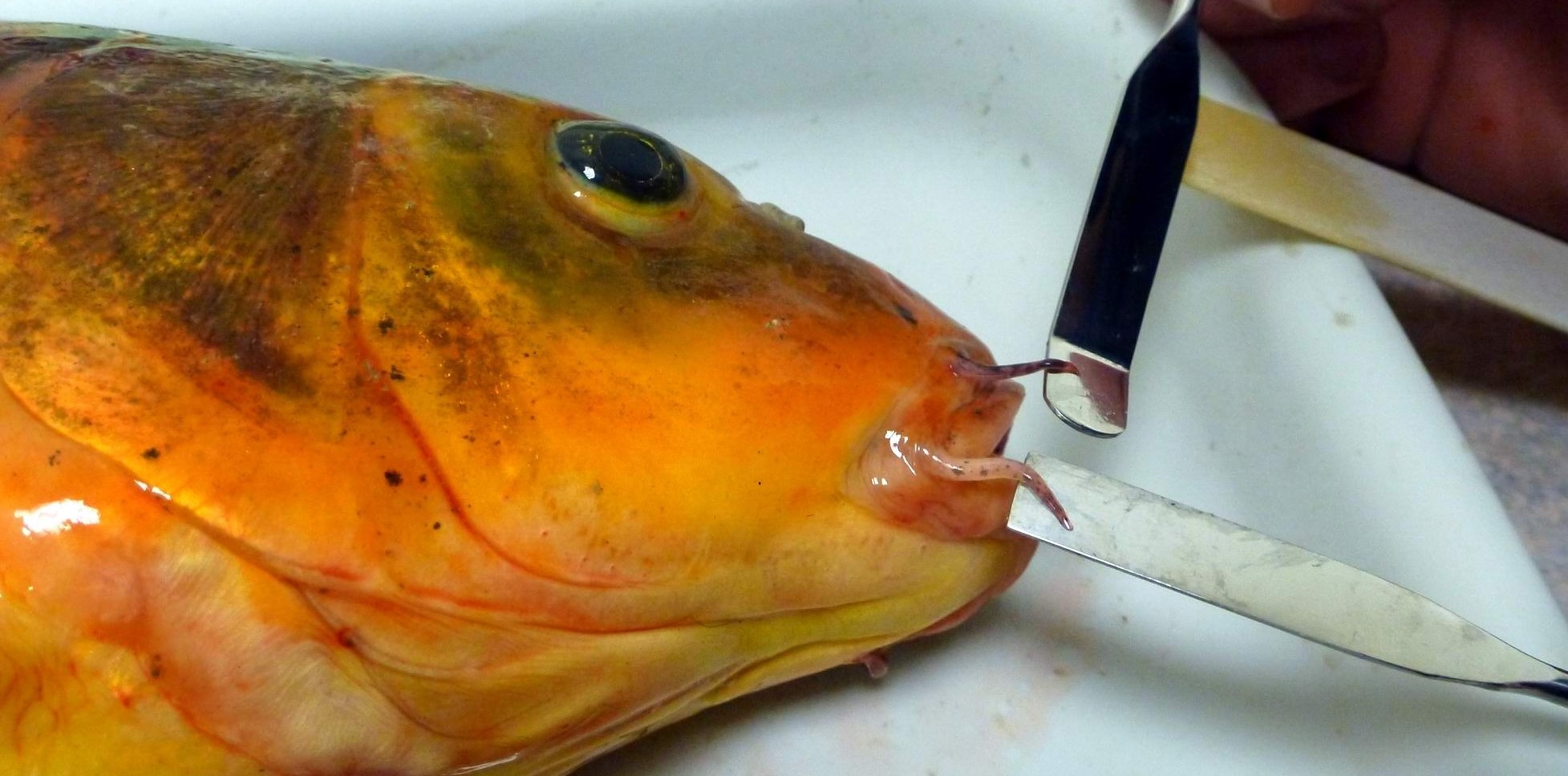 A file image of a koi carp recovered in Northland and showing the unwanted fish’s distinctive feelers.