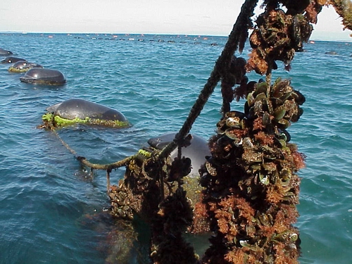 Marine farm in Houhora Harbour.