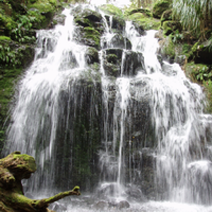 Waterfall Guleray Kerikeri (200)