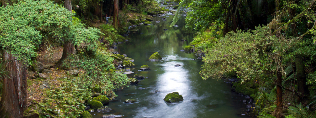 Freshwater through the ngahere.