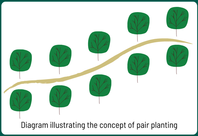 Diagram illustration concept of pair planting for erosion control.